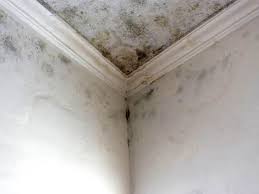 Professional Mold Removal & Remediation in Schenectady, NY